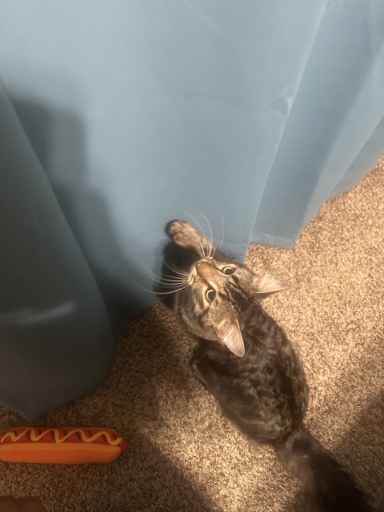 Pet
