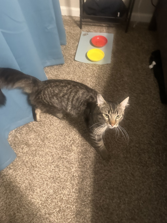 Pet