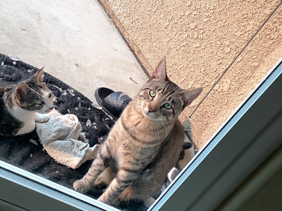 Pet