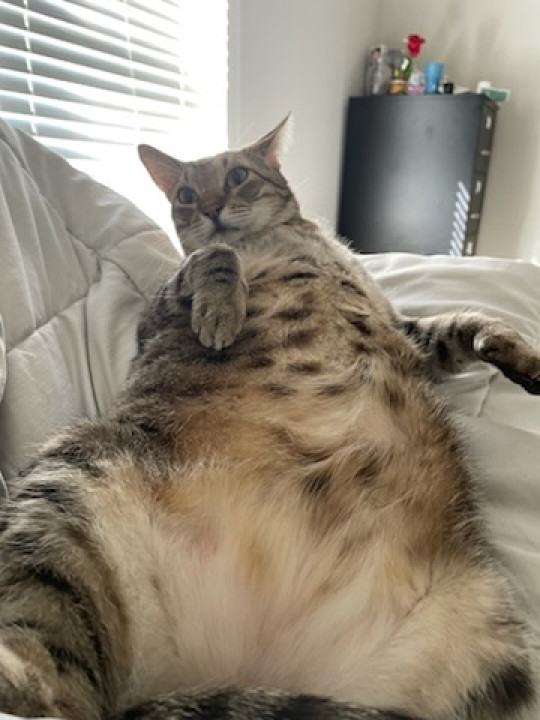 Pet