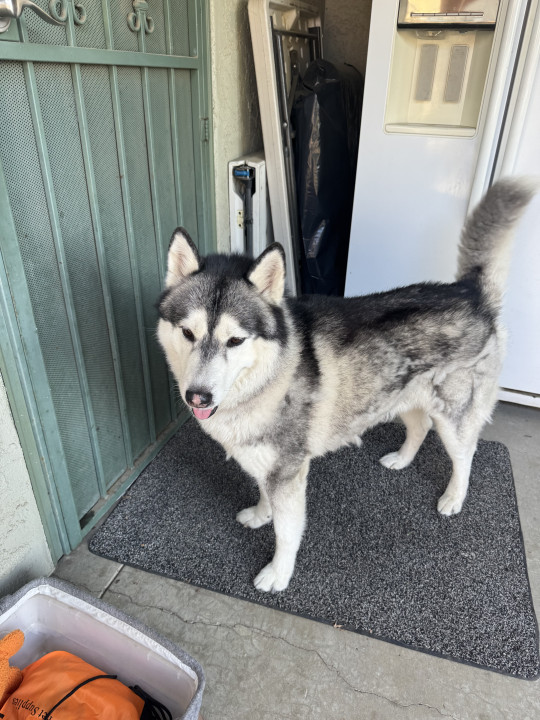 Pet