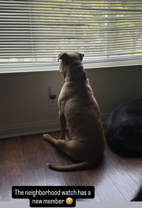 Pet