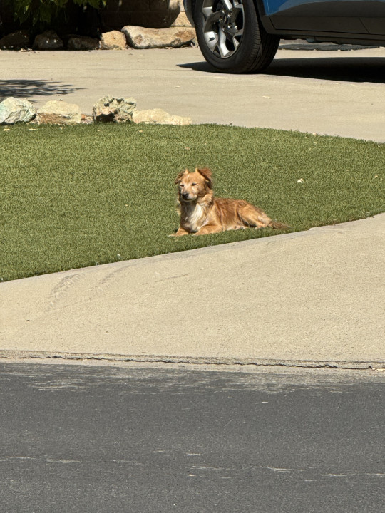 Pet
