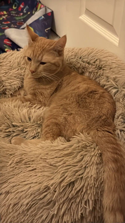 Pet
