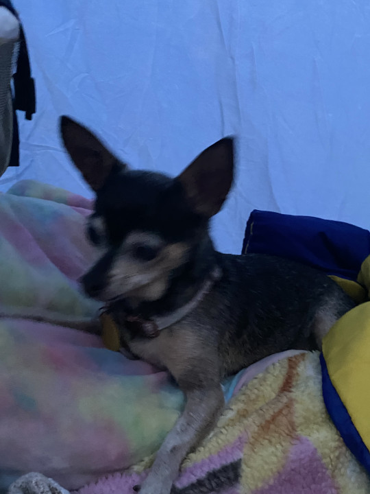 Pet