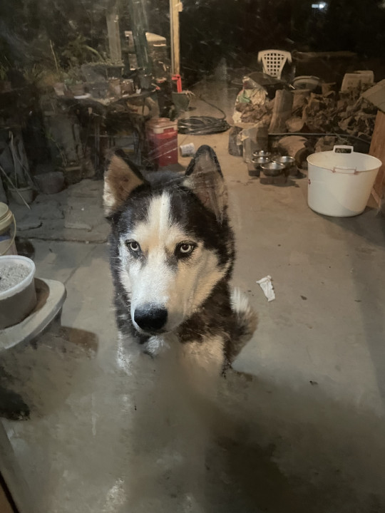 Pet