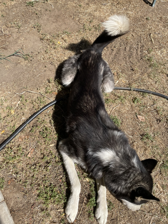 Pet