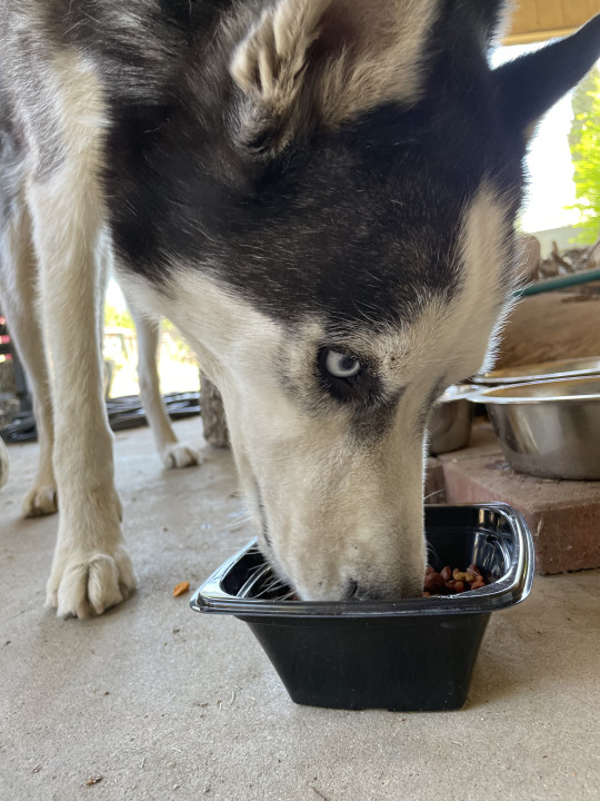 Pet