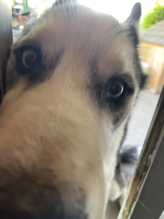 Pet
