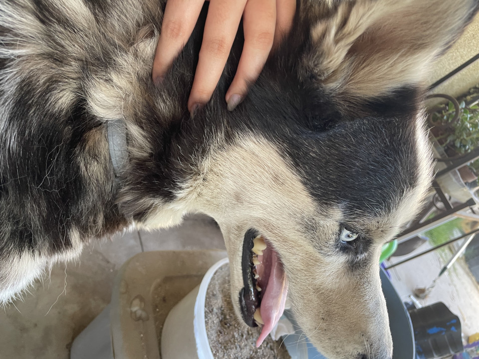 Pet