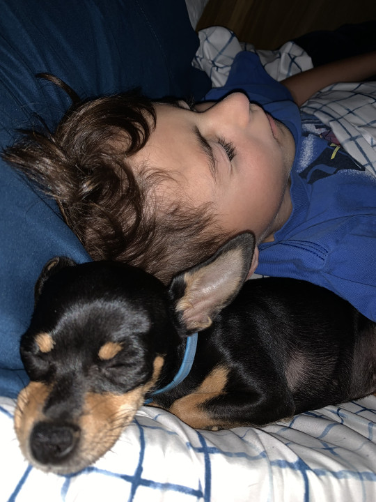 Pet