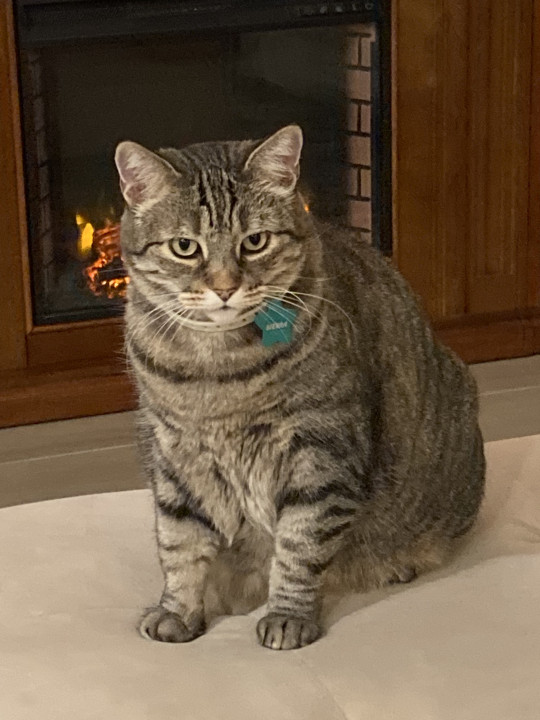 Pet