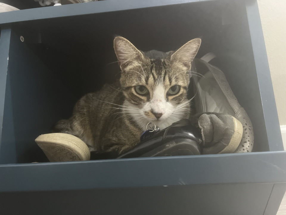 Pet