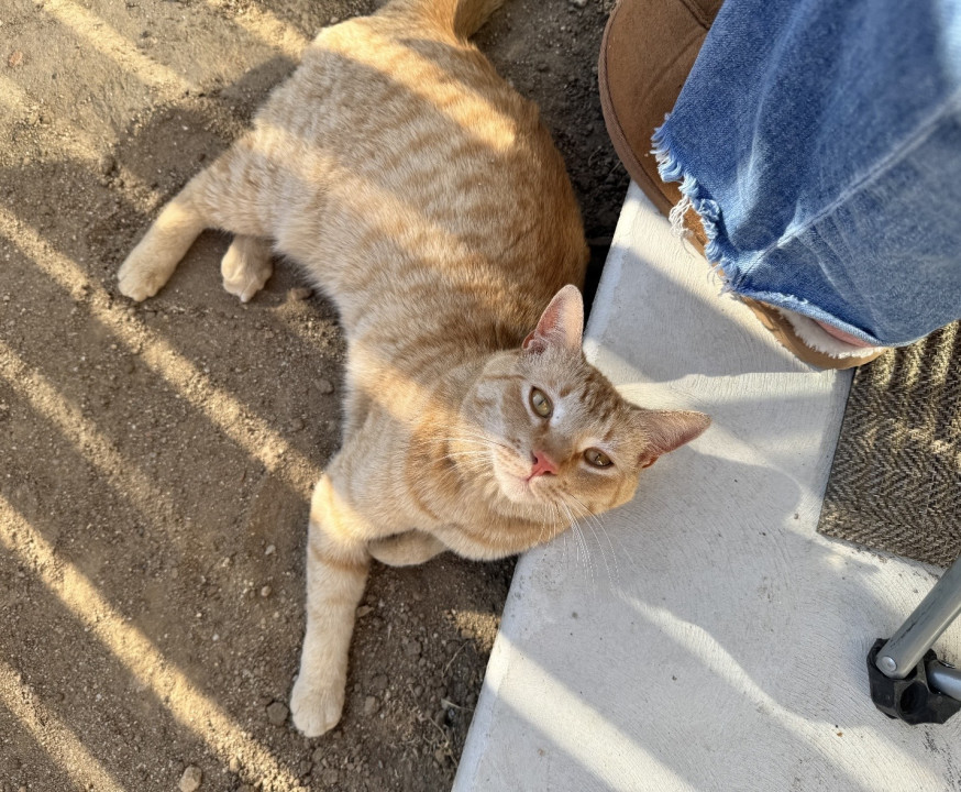 Pet
