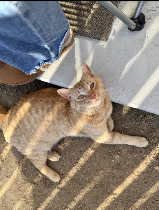 Pet