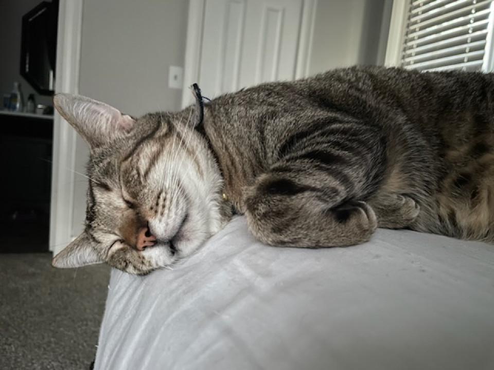 Pet