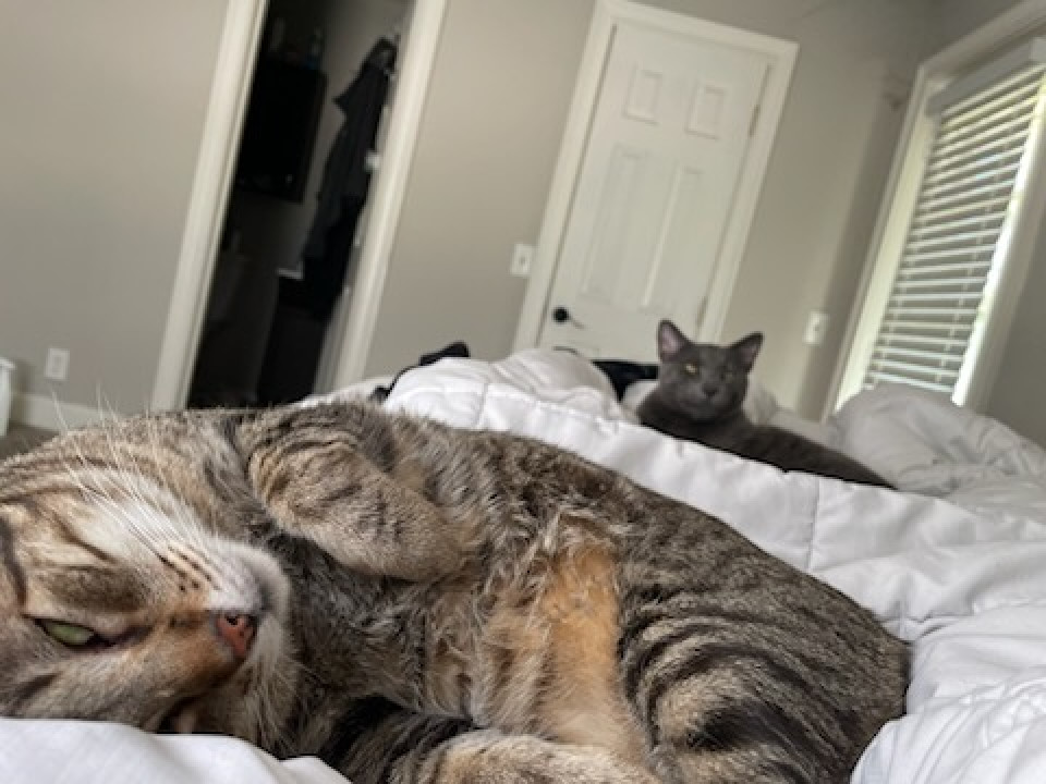 Pet