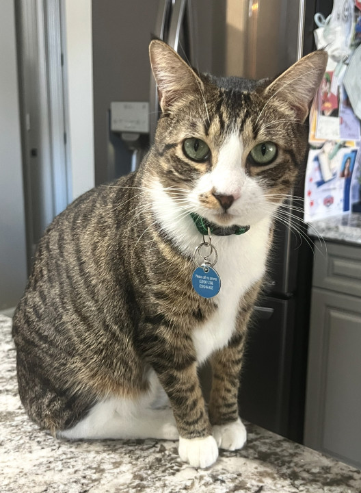 Pet