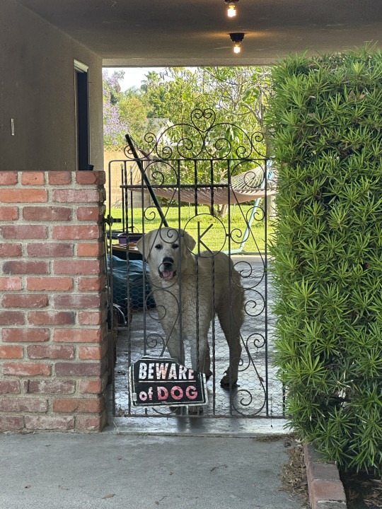 Pet