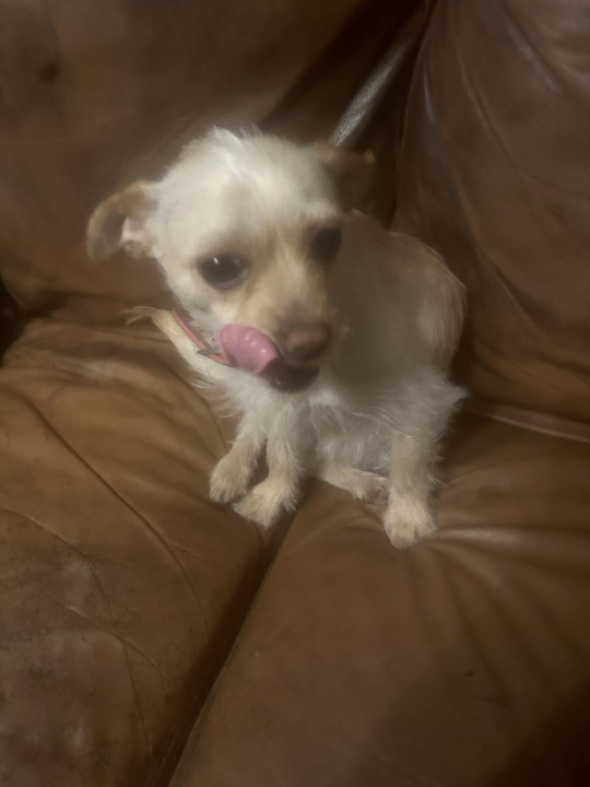 Shops wire hair terrier chihuahua mix