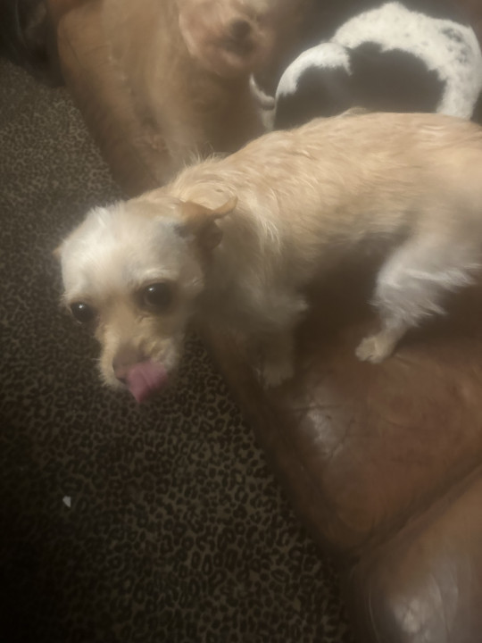 Pet