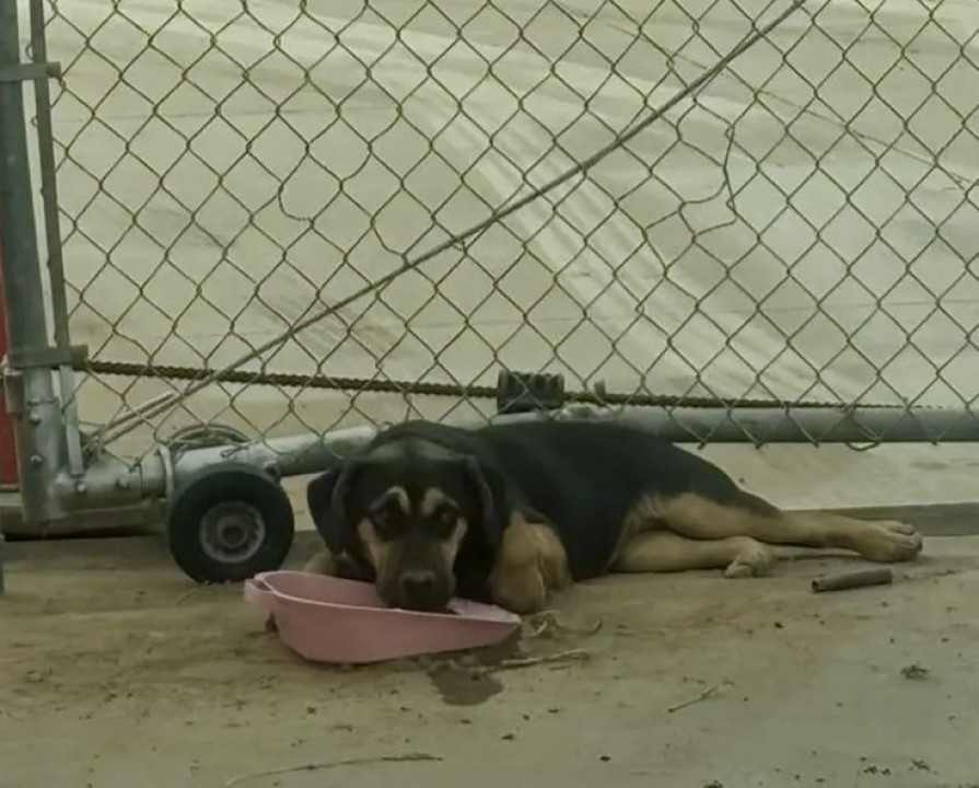 Pet