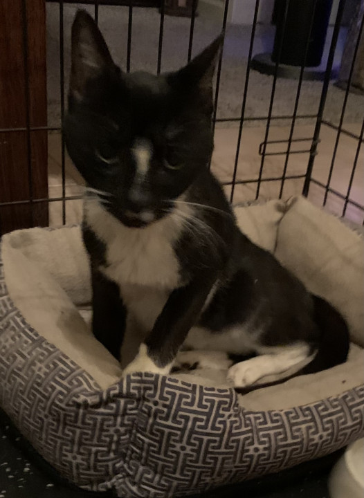 Pet