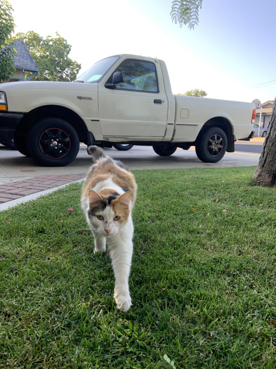 Pet