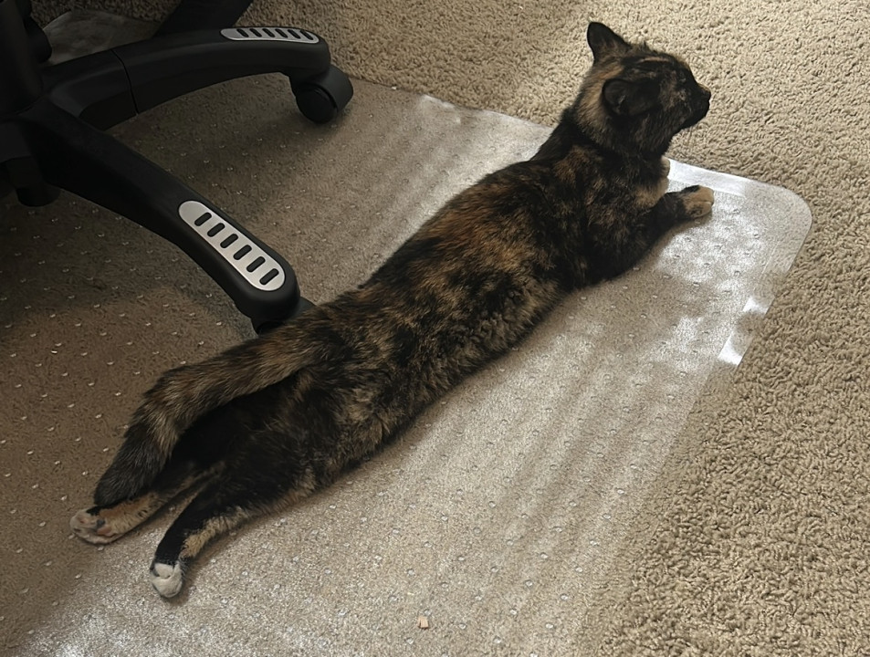 Pet