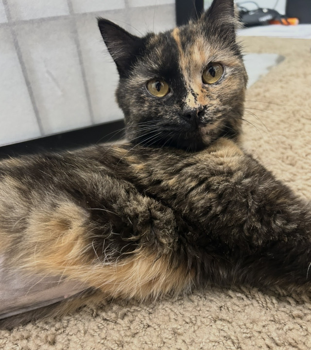 Pet