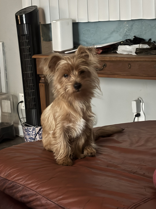 Pet