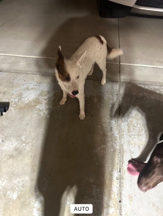 Pet