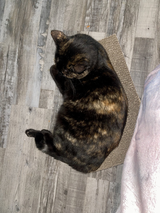 Pet