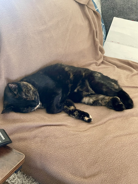 Pet