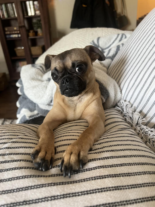 Pet