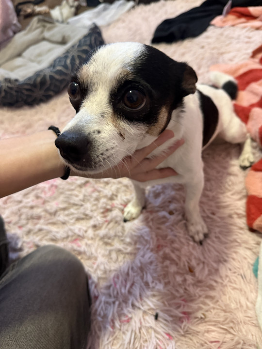 Pet