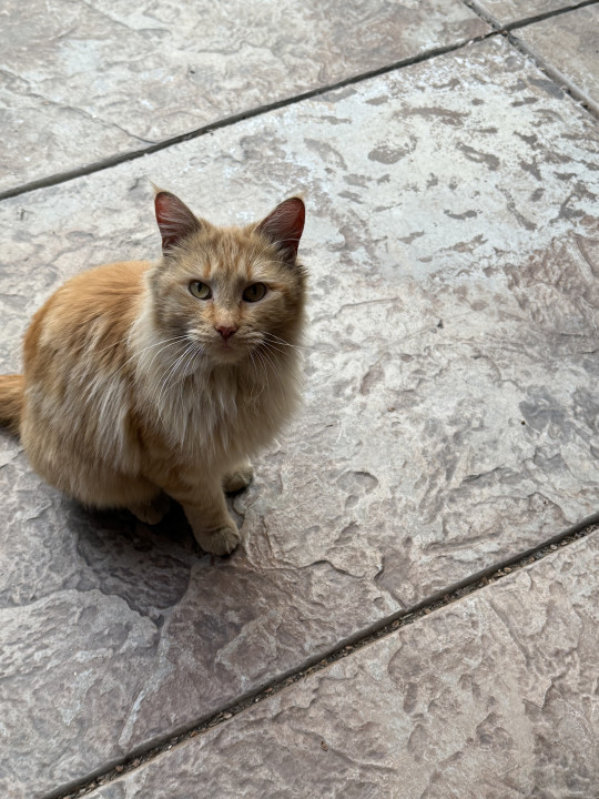 Pet