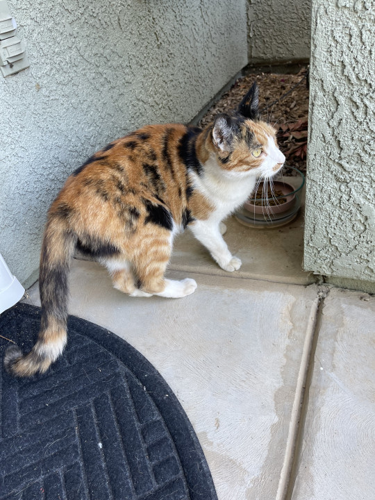 Pet