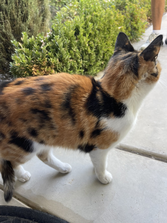 Pet