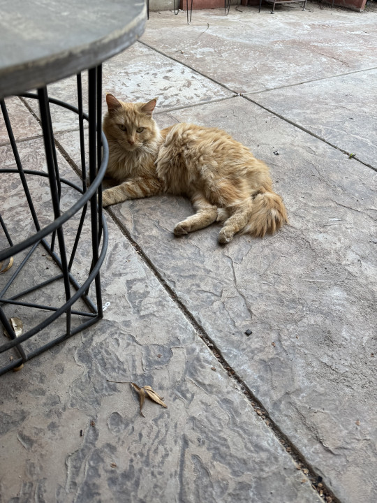 Pet