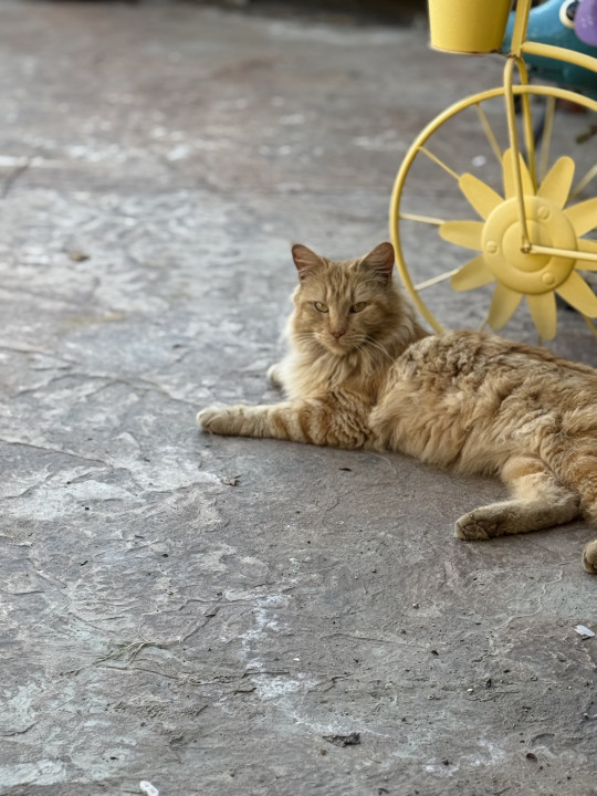 Pet