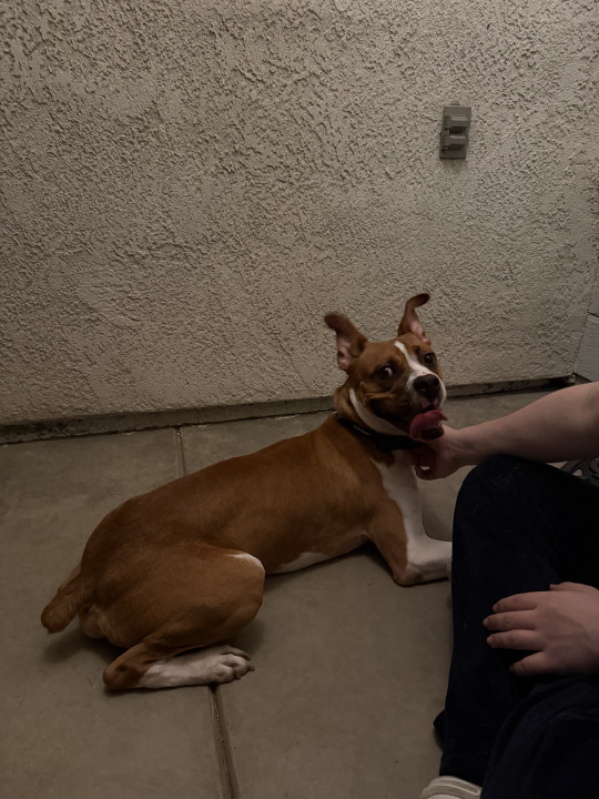 Pet