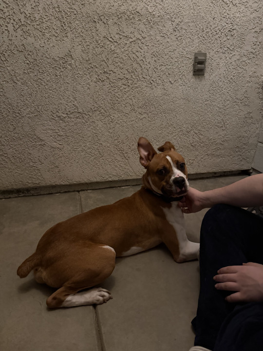 Pet