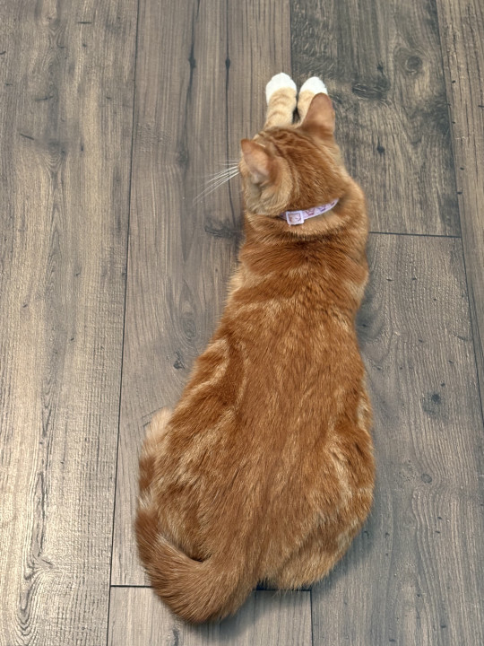 Pet