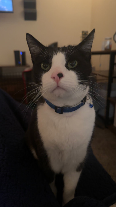 Pet