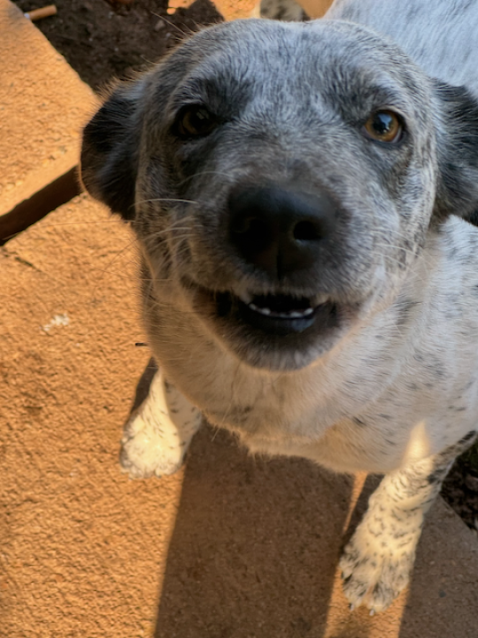 Pet