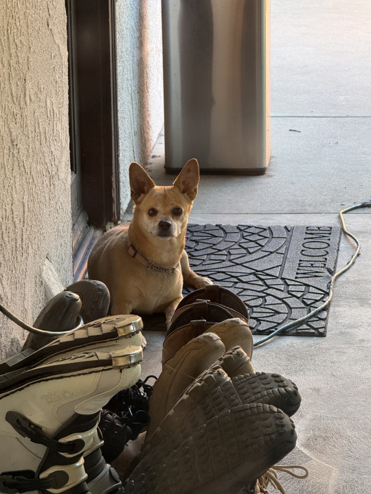 Pet