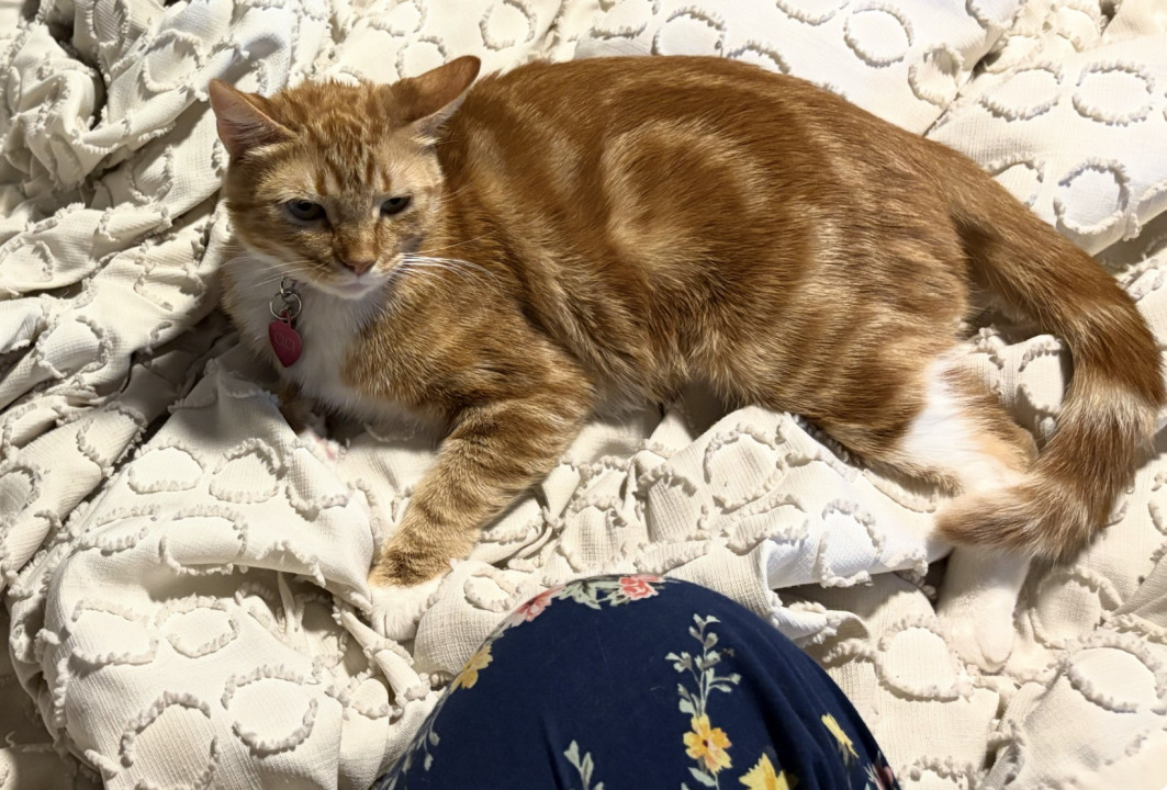 Pet