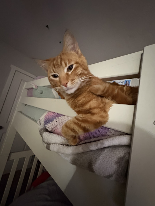 Pet