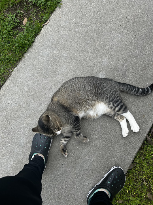 Pet